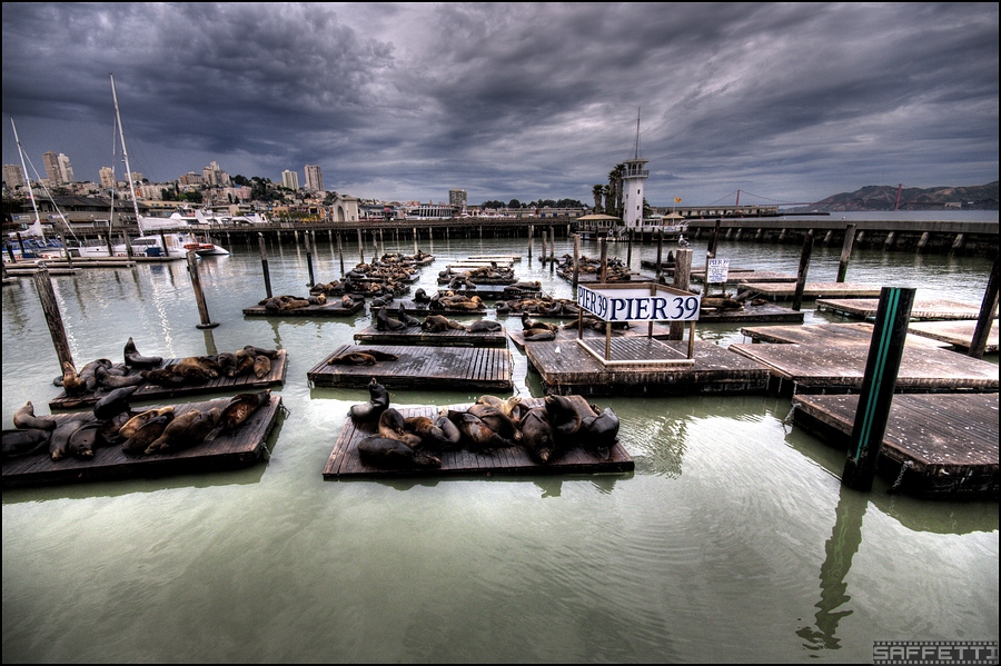sealions forum