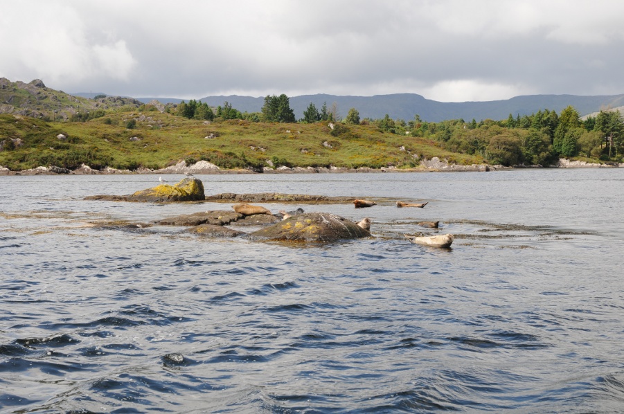 Seals at Garinish Island