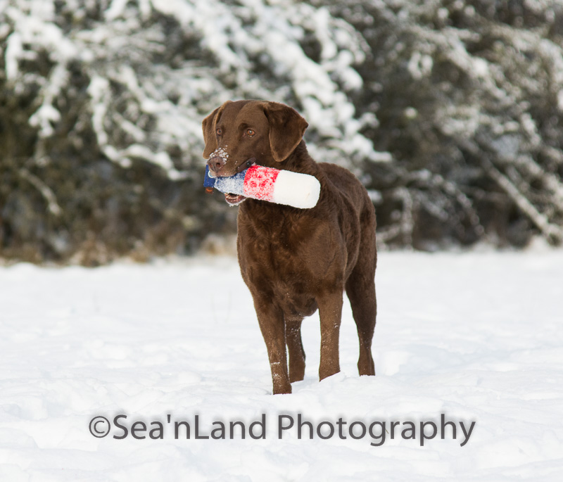 Sea'nLand Chesapeake Bay Retriever