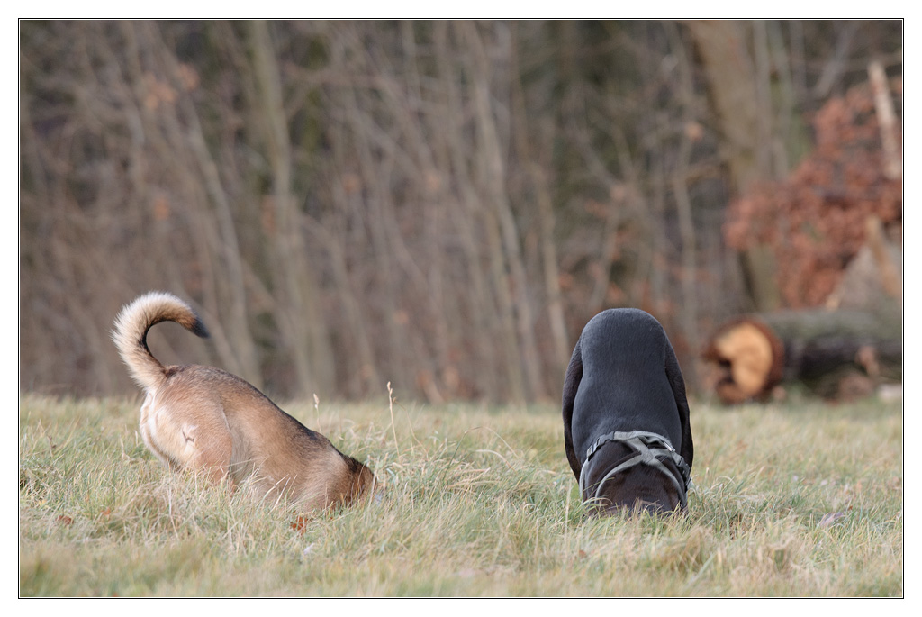 searching mice