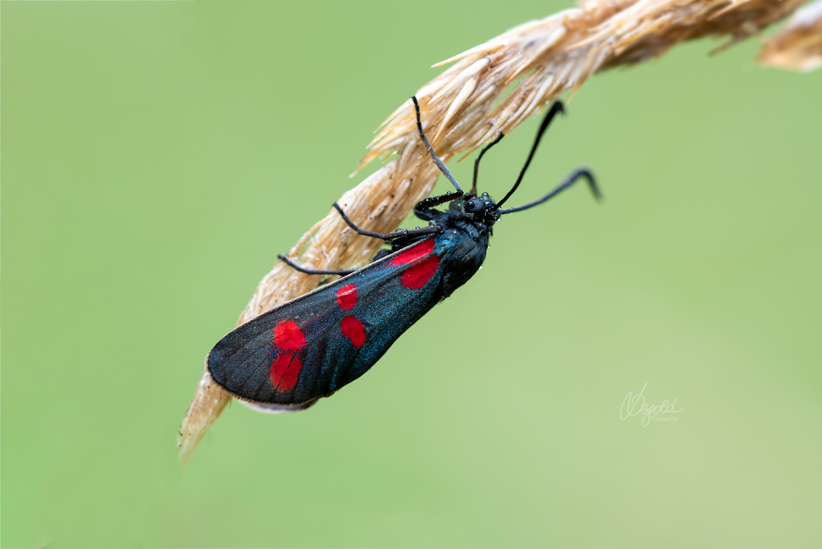 Sechsfleck-Widderchen (Zygaena filipendulae)