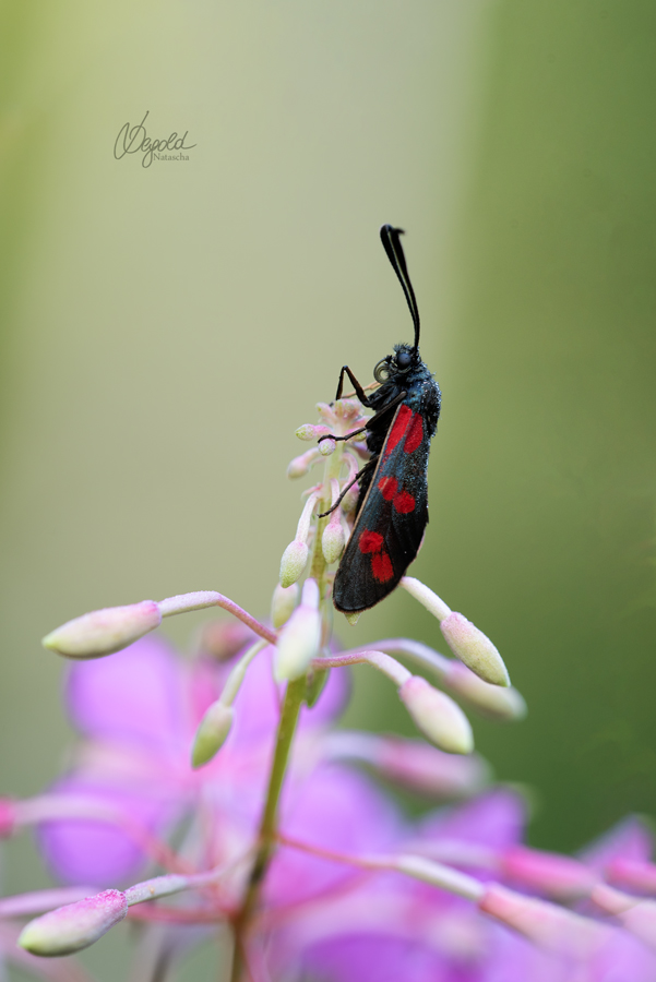 Sechsfleck-Widderchen (Zygaena filipendulae)