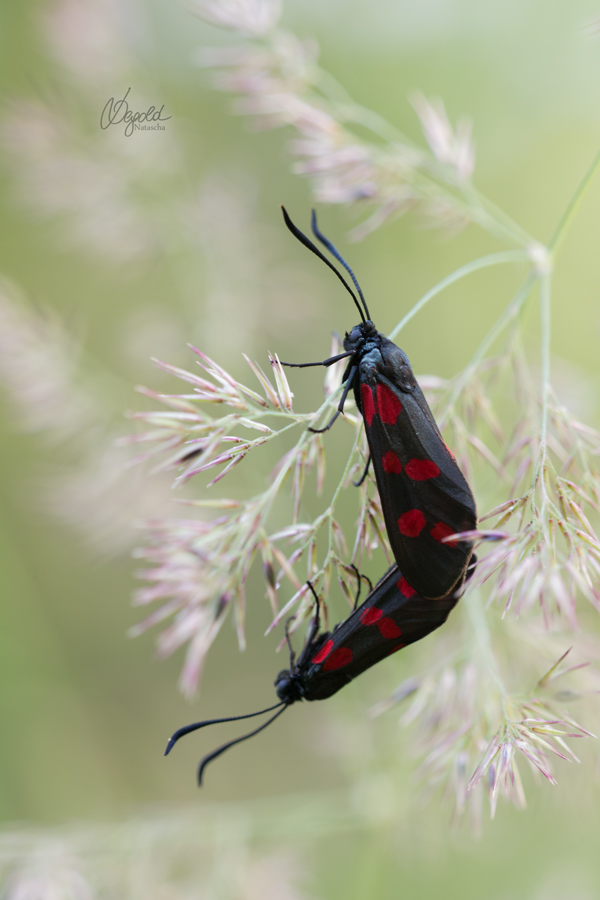 Sechsfleckwidderchen (Zygaena filipendulae)