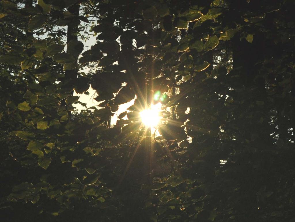 SecretWood1