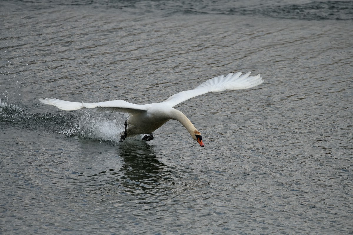 See 04.jpg