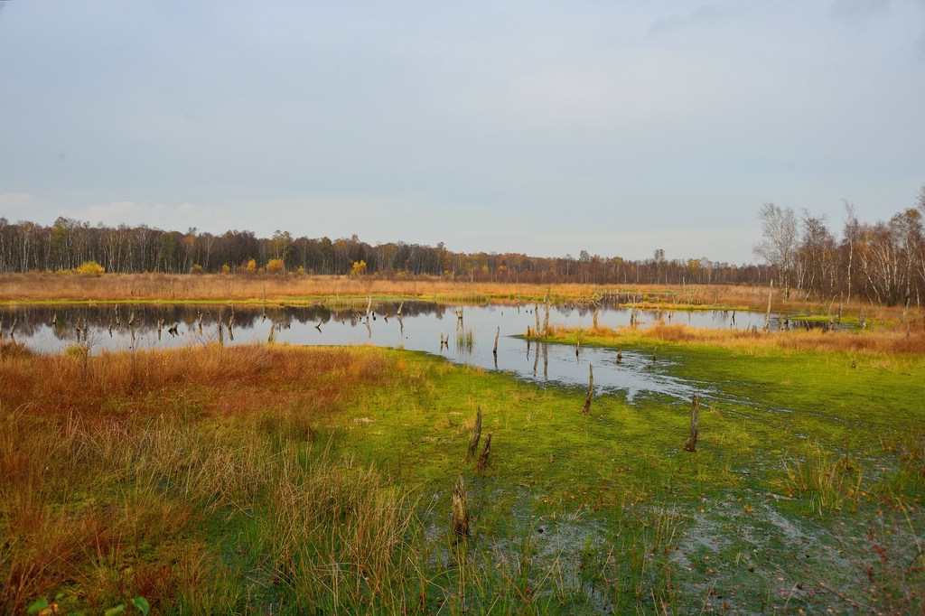 See im Wittmoor