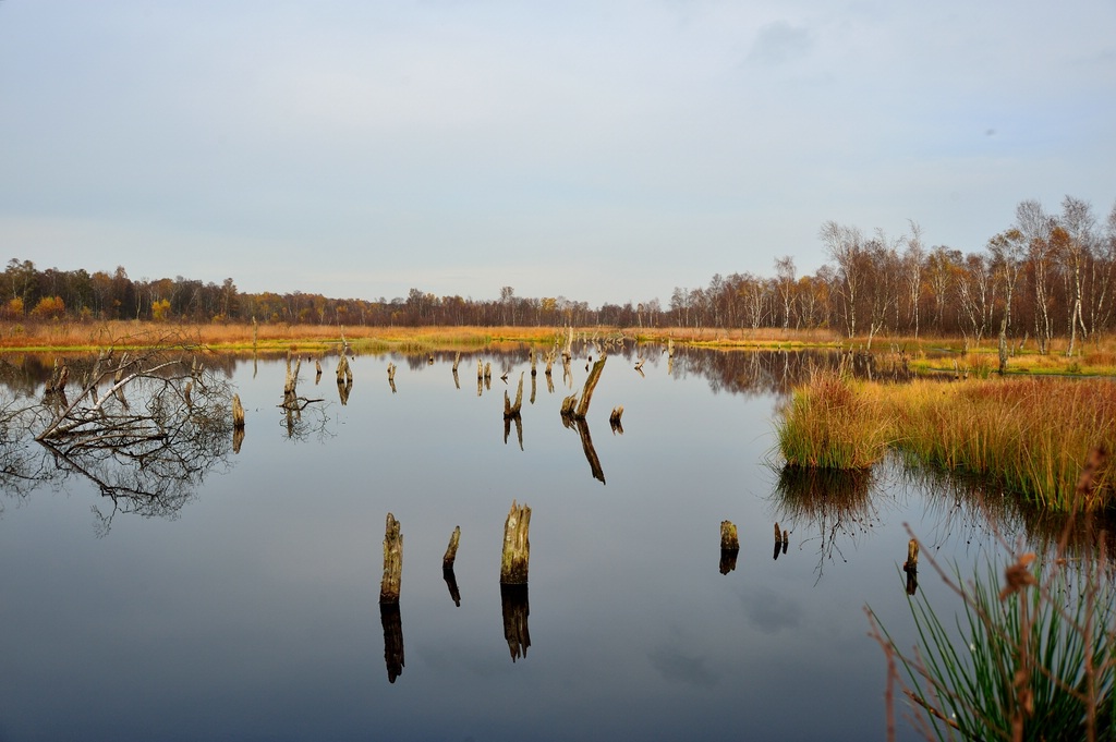 See mit Baumresten