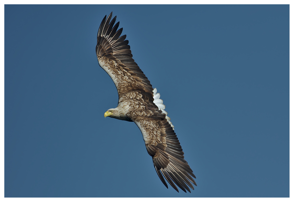 Seeadler 01