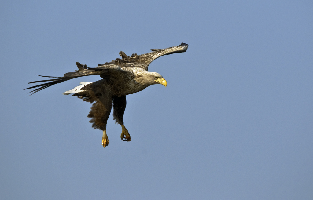 seeadler 01