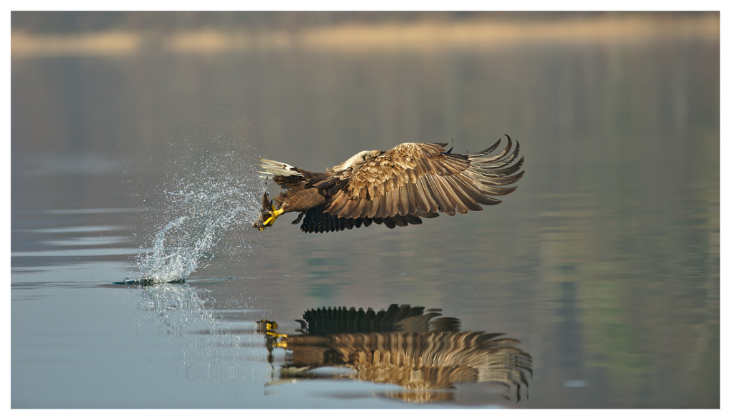 Seeadler 02