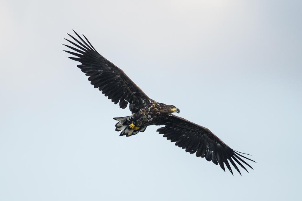 Seeadler (1 von 10)