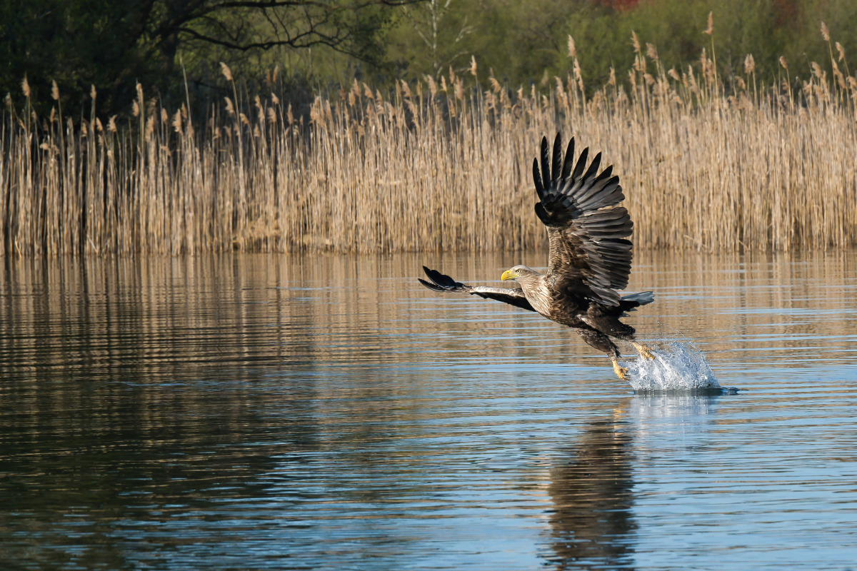 Seeadler 1