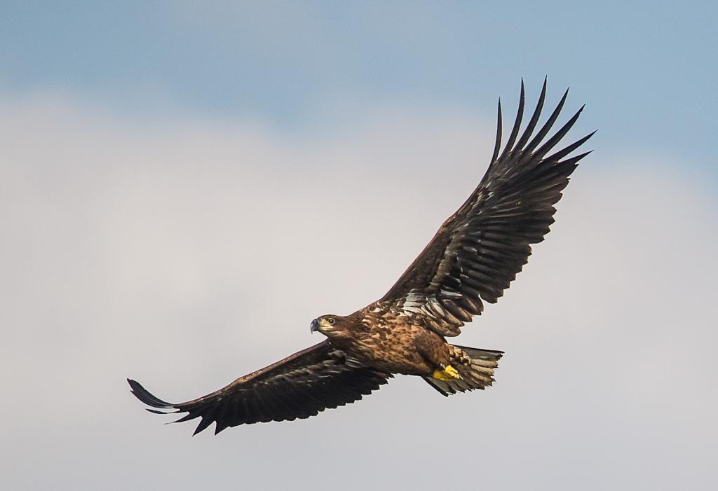 Seeadler (2 von 10)