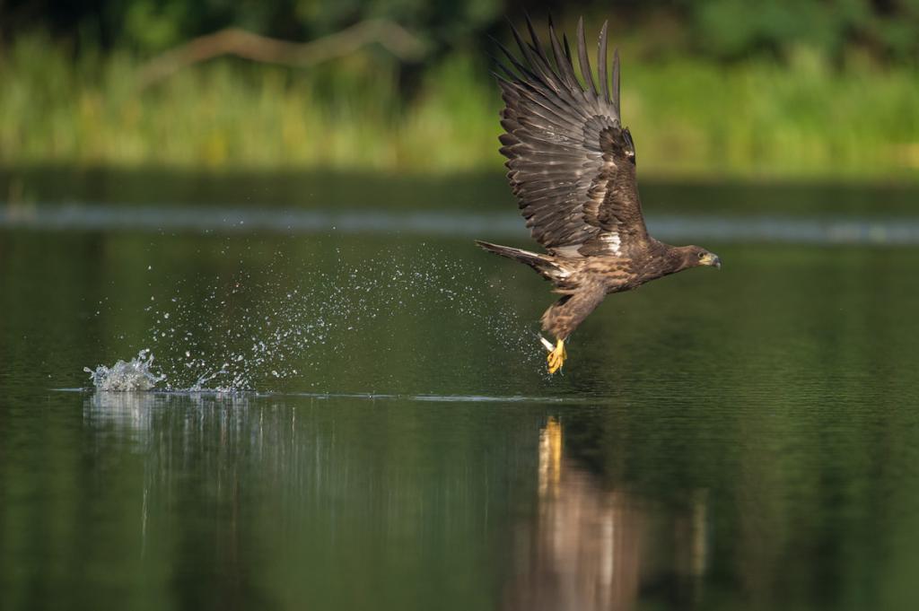 Seeadler (4 von 10)