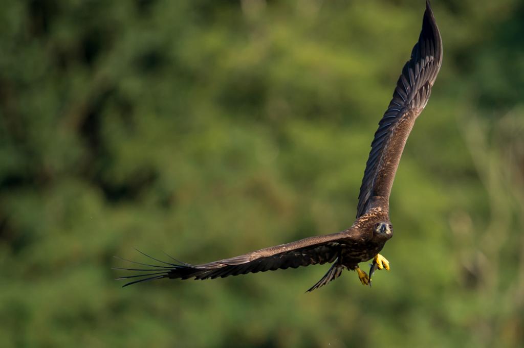 Seeadler (5 von 10)