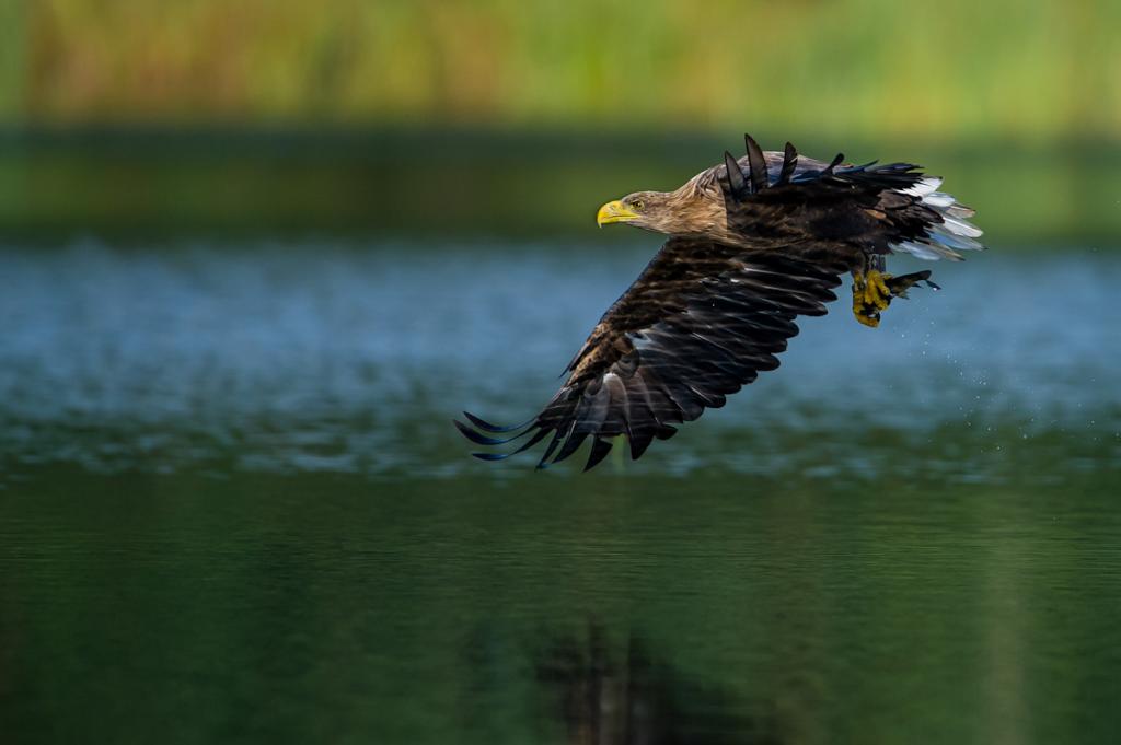 Seeadler (7 von 10)