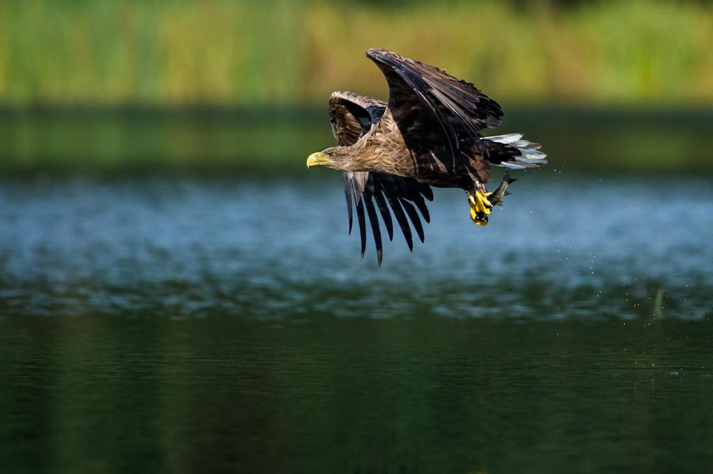 Seeadler (8 von 10)