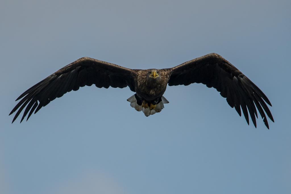 Seeadler (9 von 10)