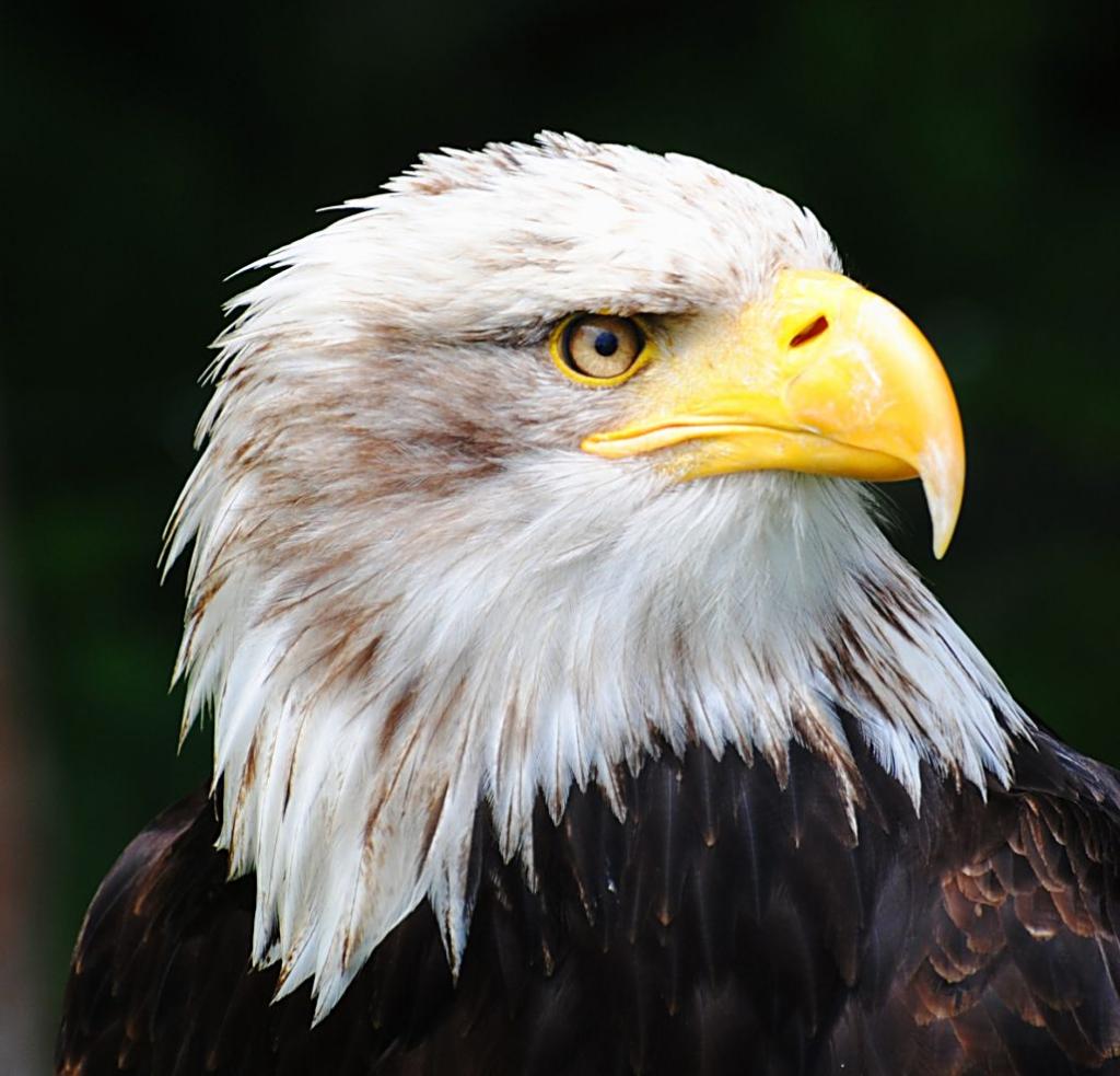 Seeadler aus Hellental 05 26 12 (1)