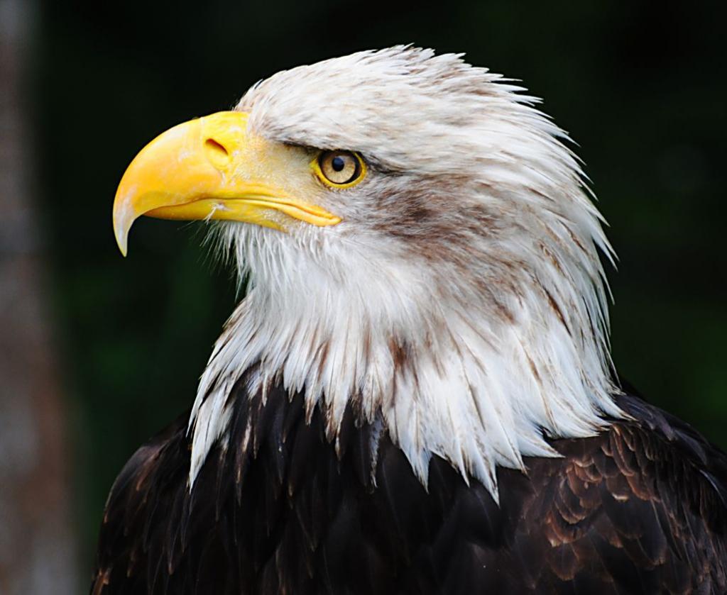 Seeadler aus Hellental 05 26 12 (2)