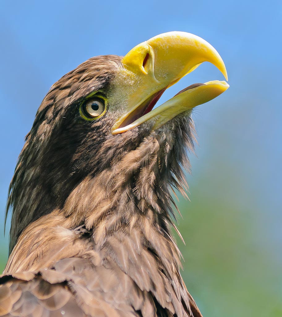 Seeadler