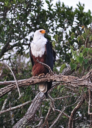 Seeadler