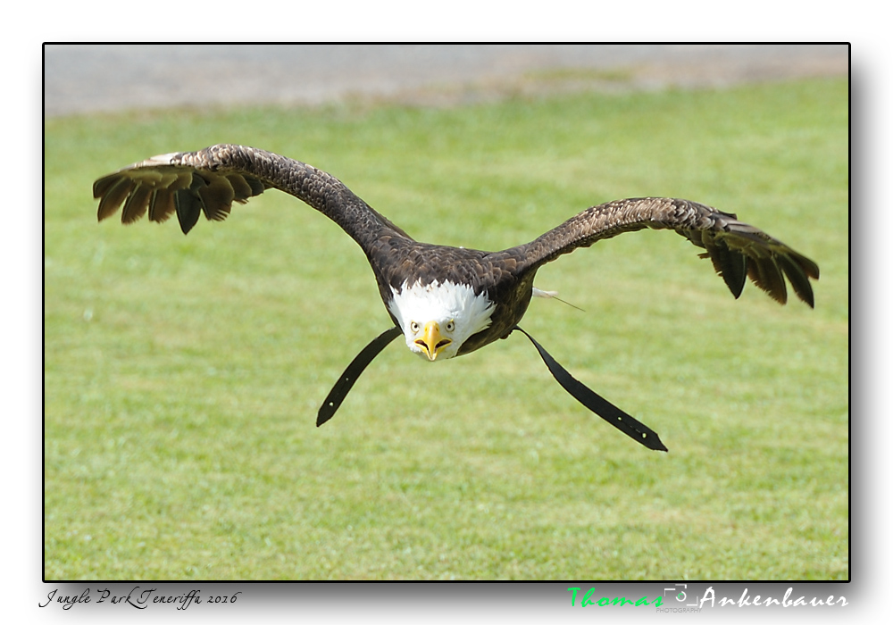 seeadler