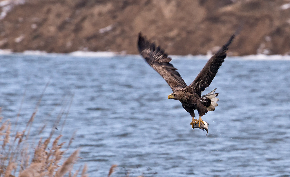 Seeadler