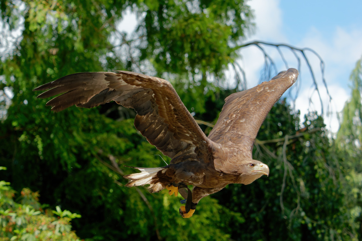 Seeadler