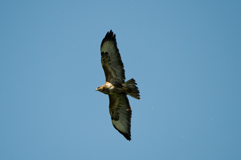 Seeadler