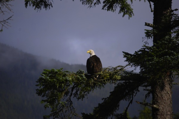 Seeadler