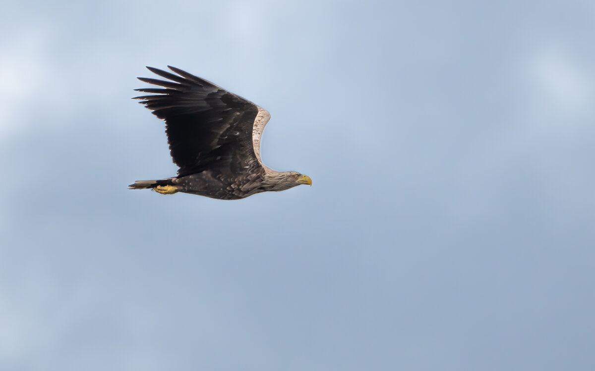 SeeadlerFlug.jpg