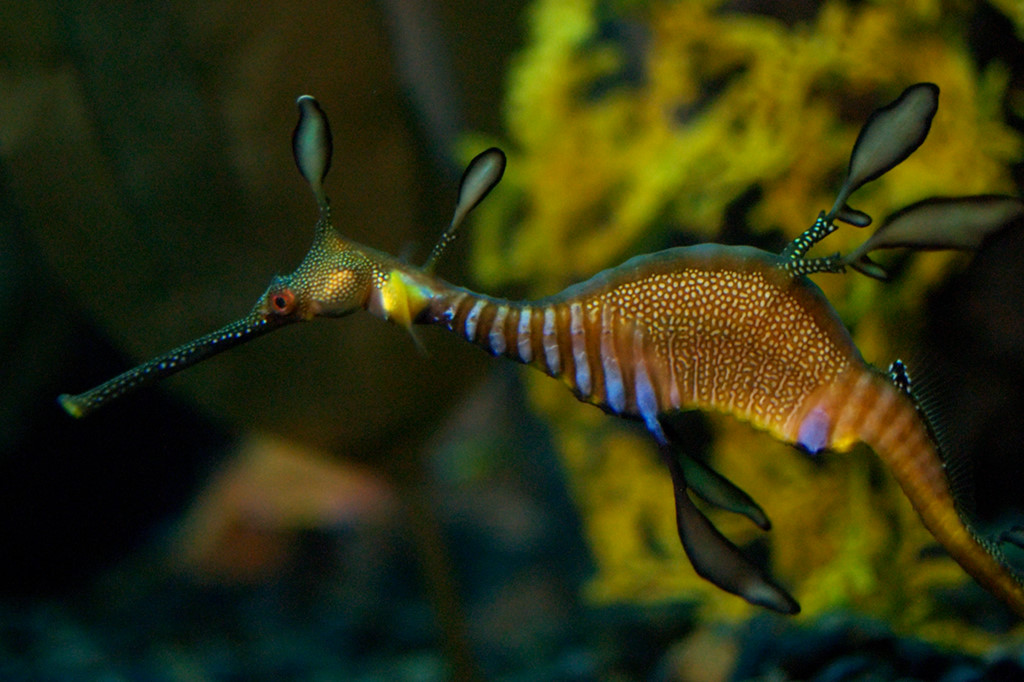 Seedrachen (Georgia Aquarium)