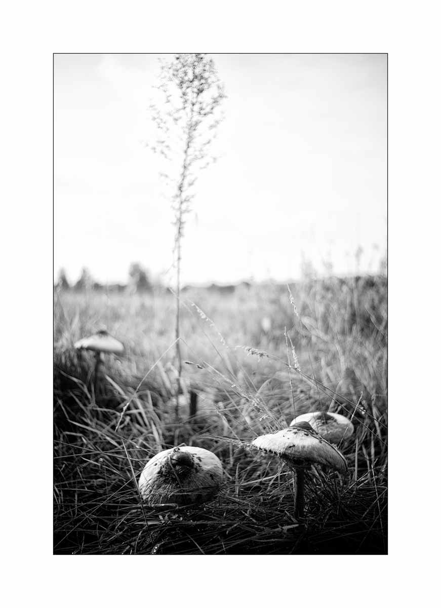 SeeDSC_1393.jpg