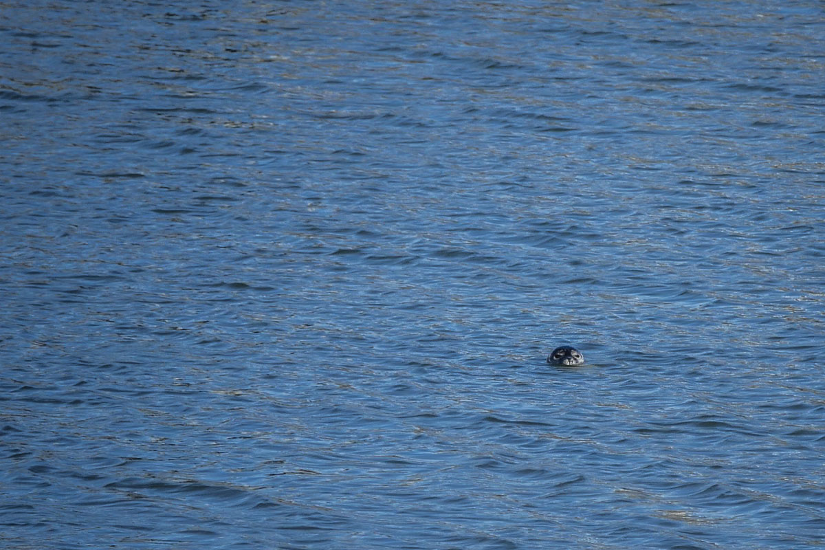 Seehund Wangerooge