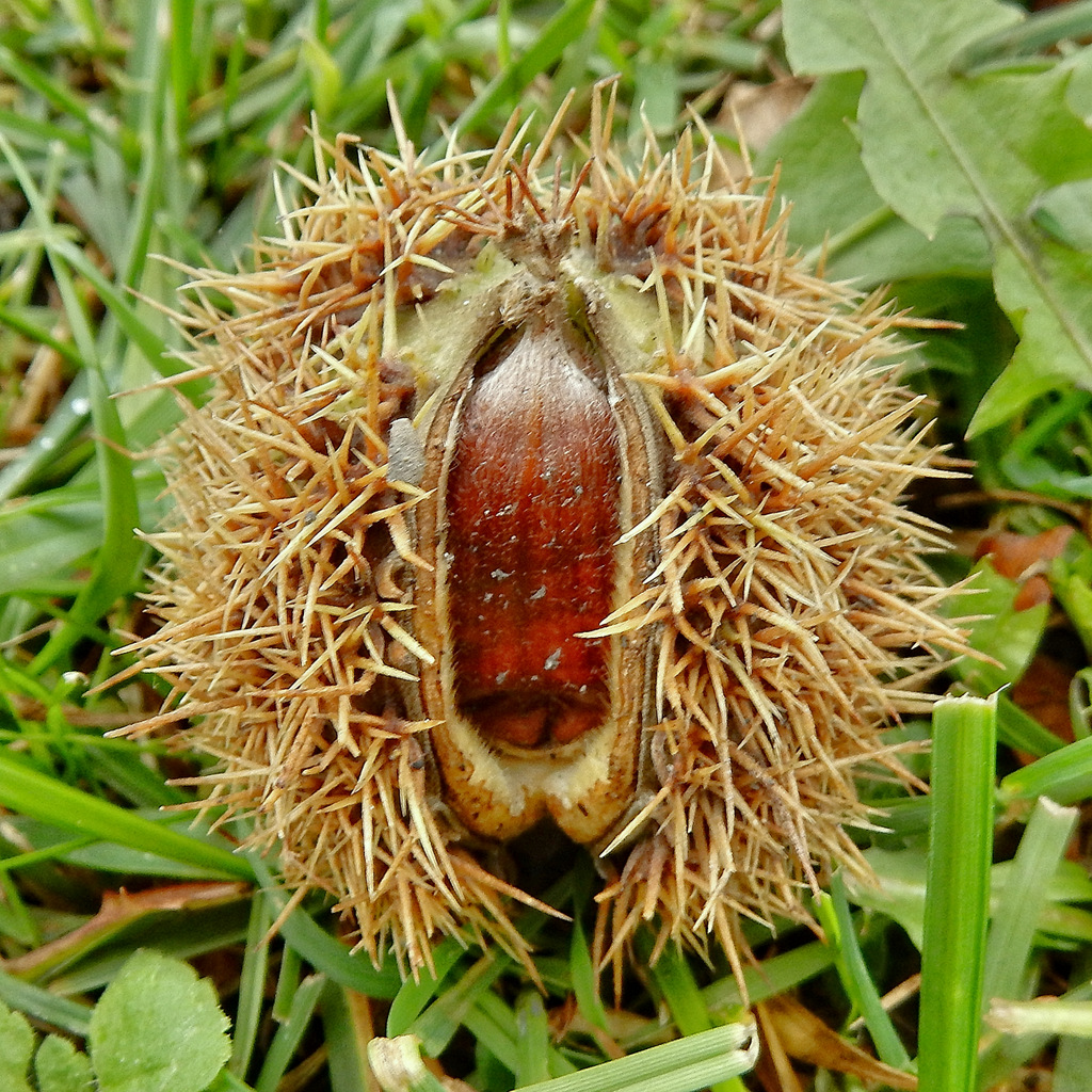 Seeigelgeburt