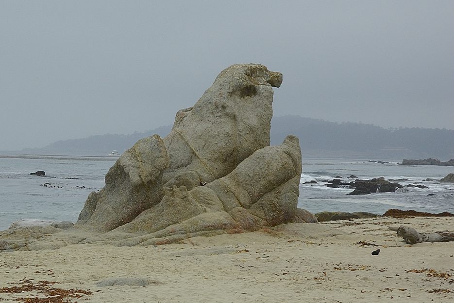 Seelöwe, Carmel 2005