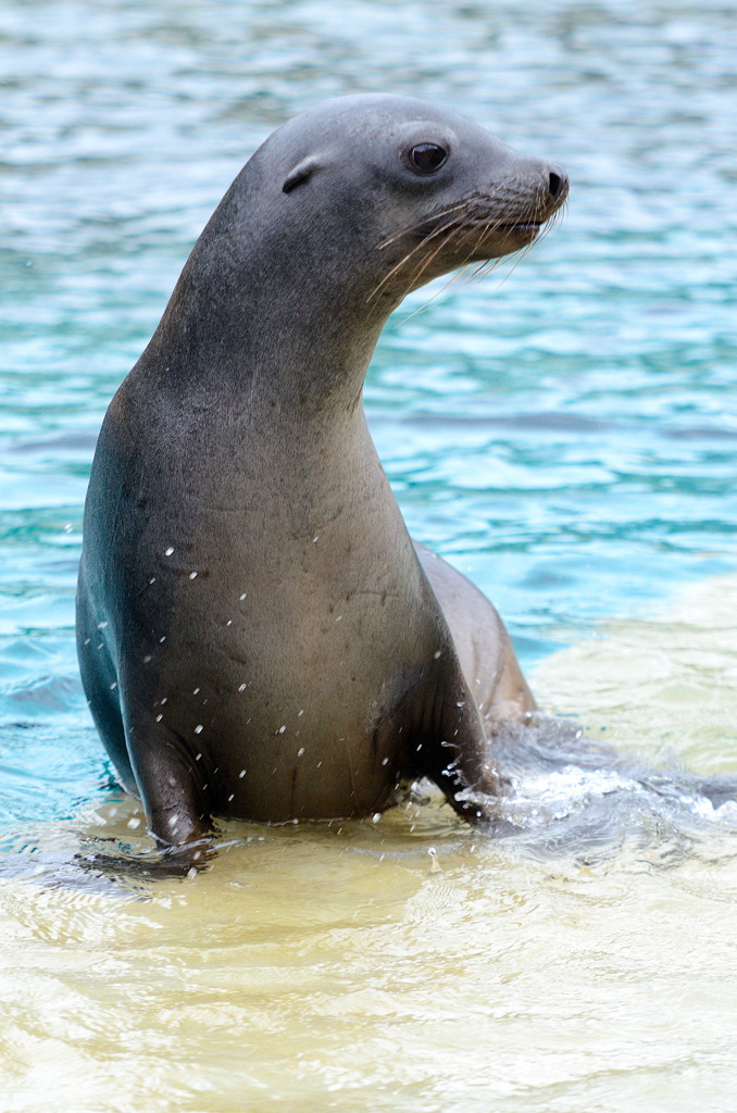 Seelöwe