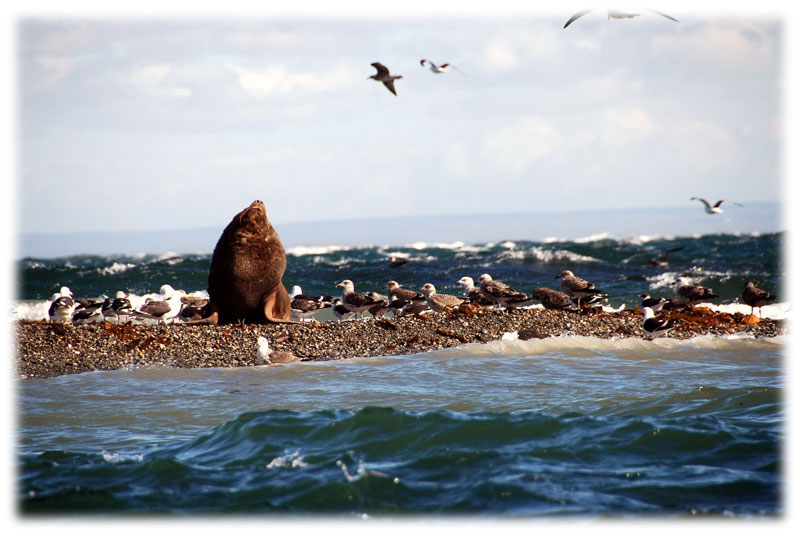 "Seelöwenkolonie in Patagonien"