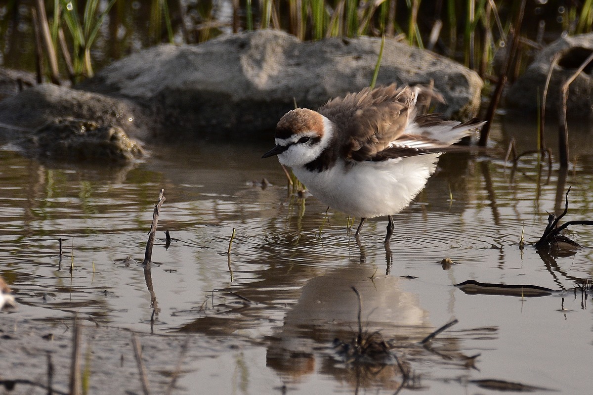 Seeregenpfeifer 2016 06351