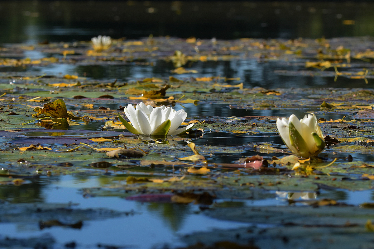 Seerose 2