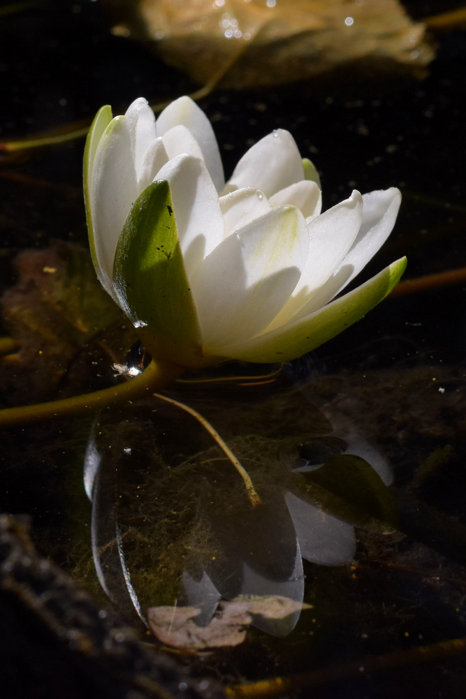 Seerose 4