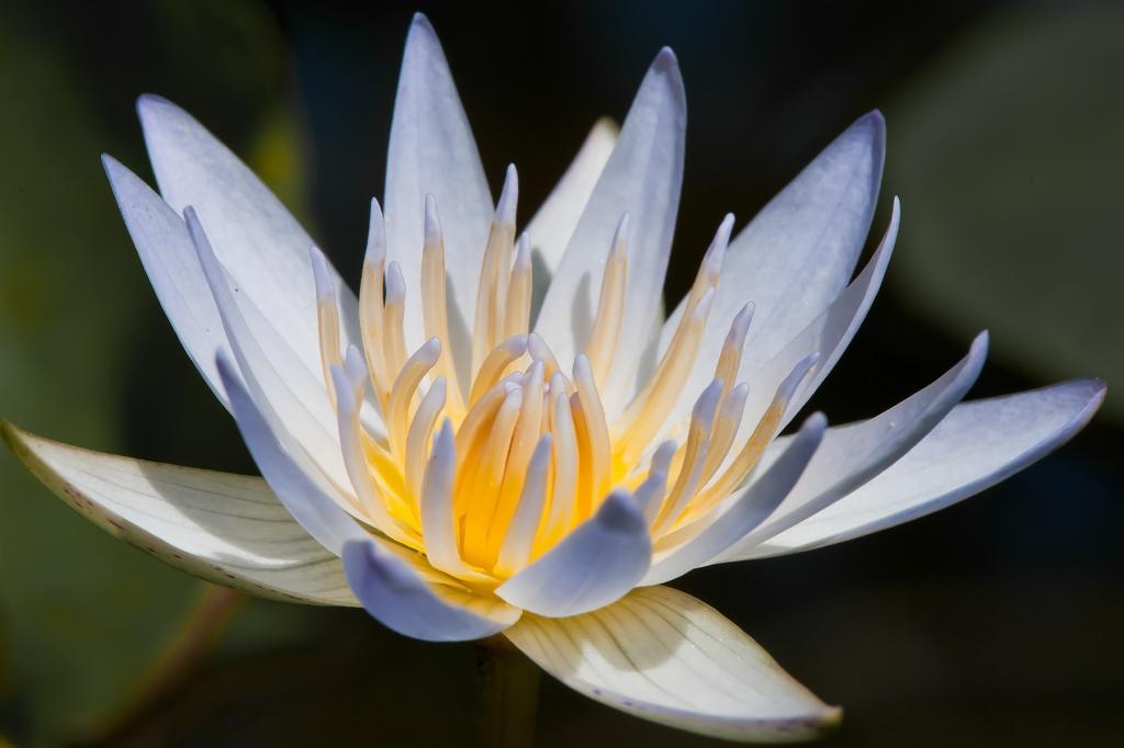 Seerose auf Bali 03