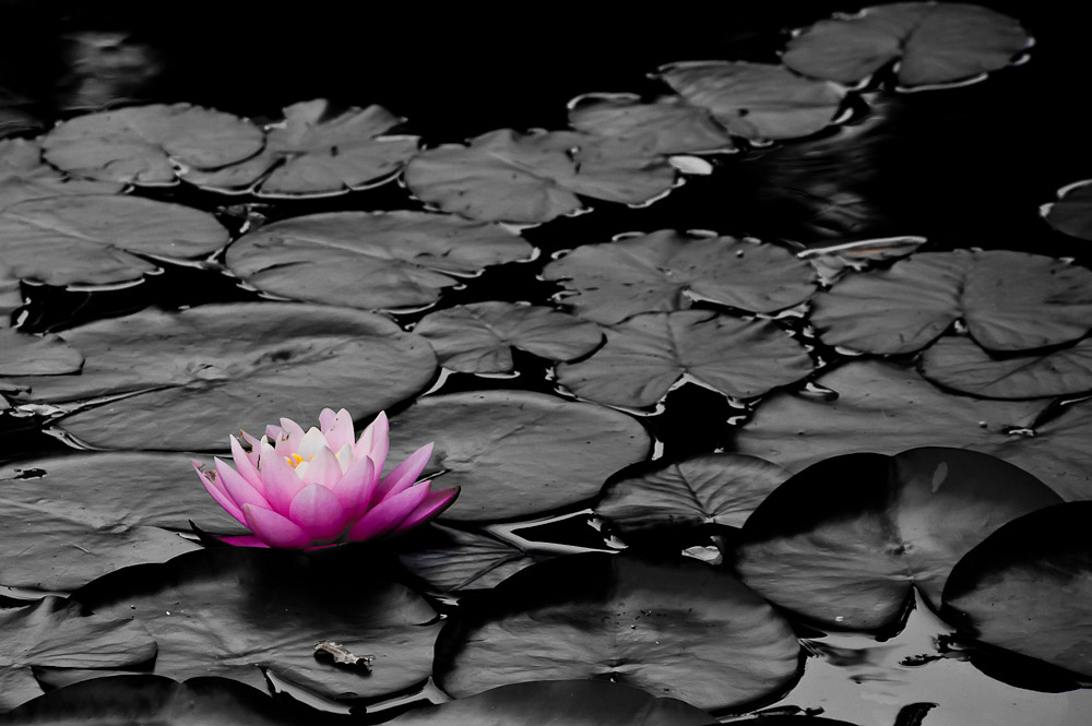 Seerose ck