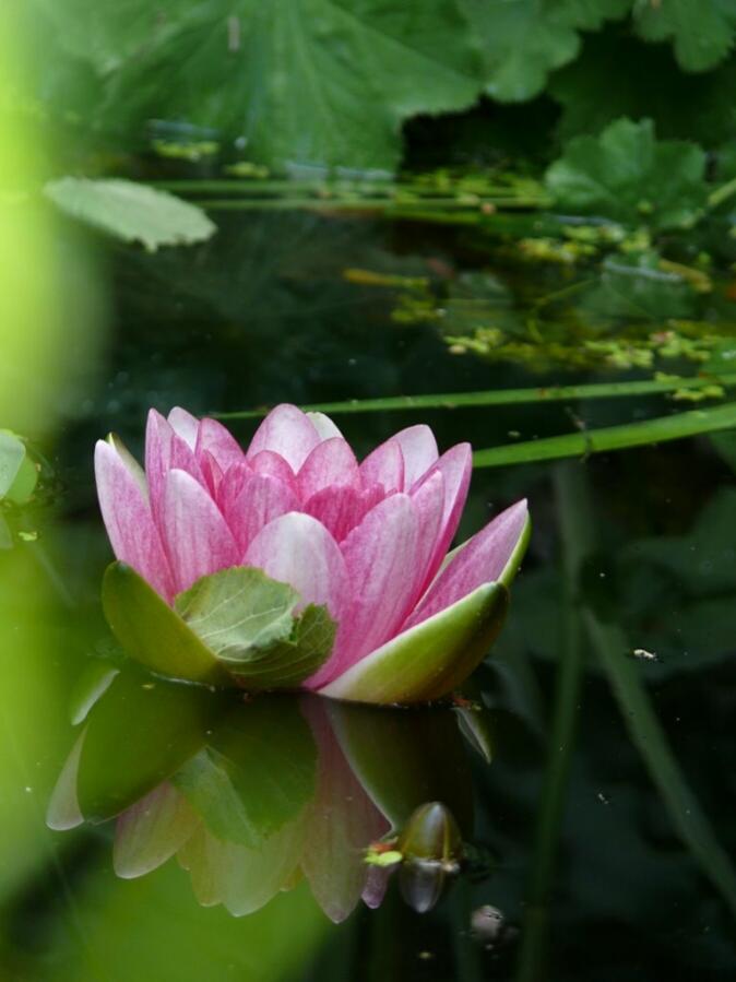Seerose fotografiert mit Leica V-Lux 1