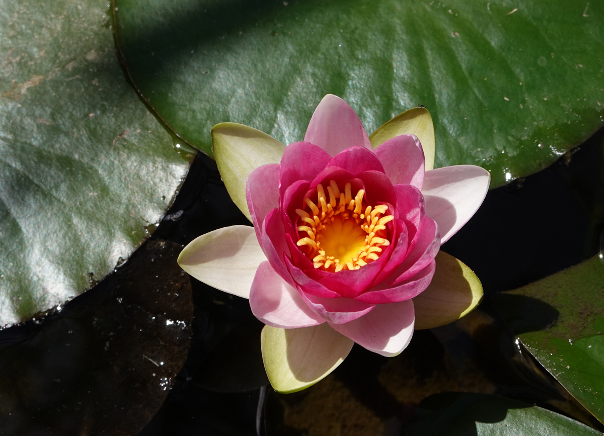 Seerose.jpg