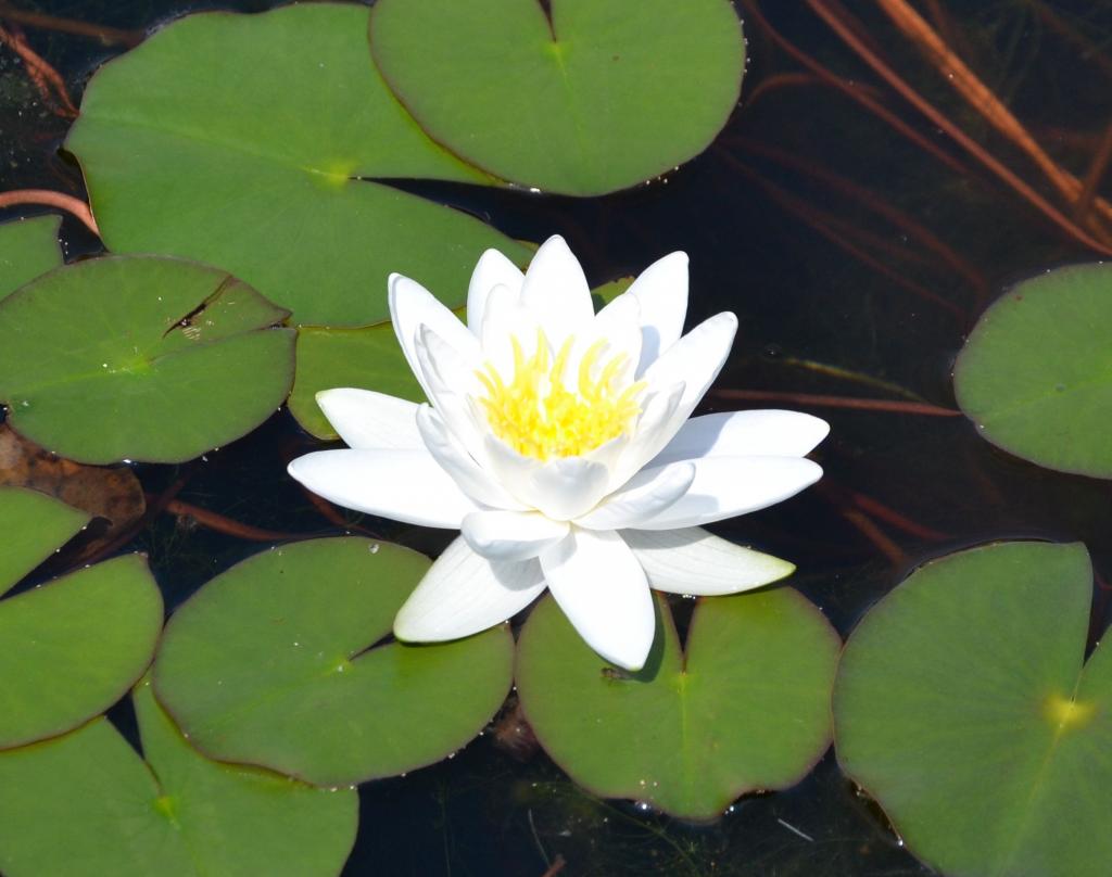 Seerose