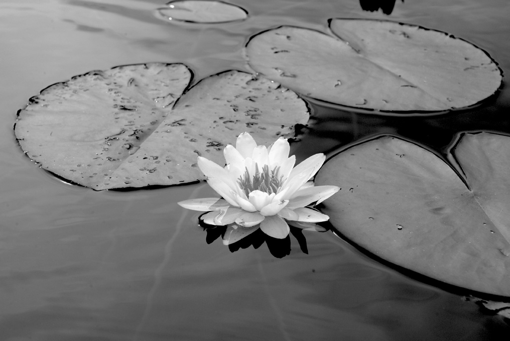 Seerose