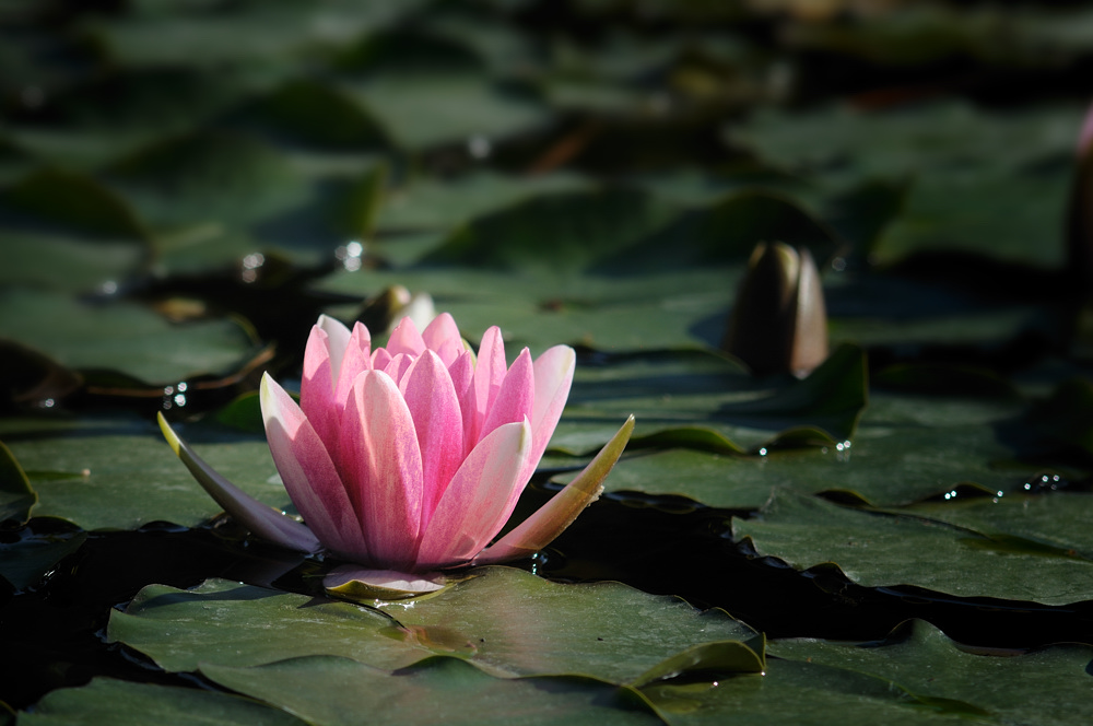 Seerose