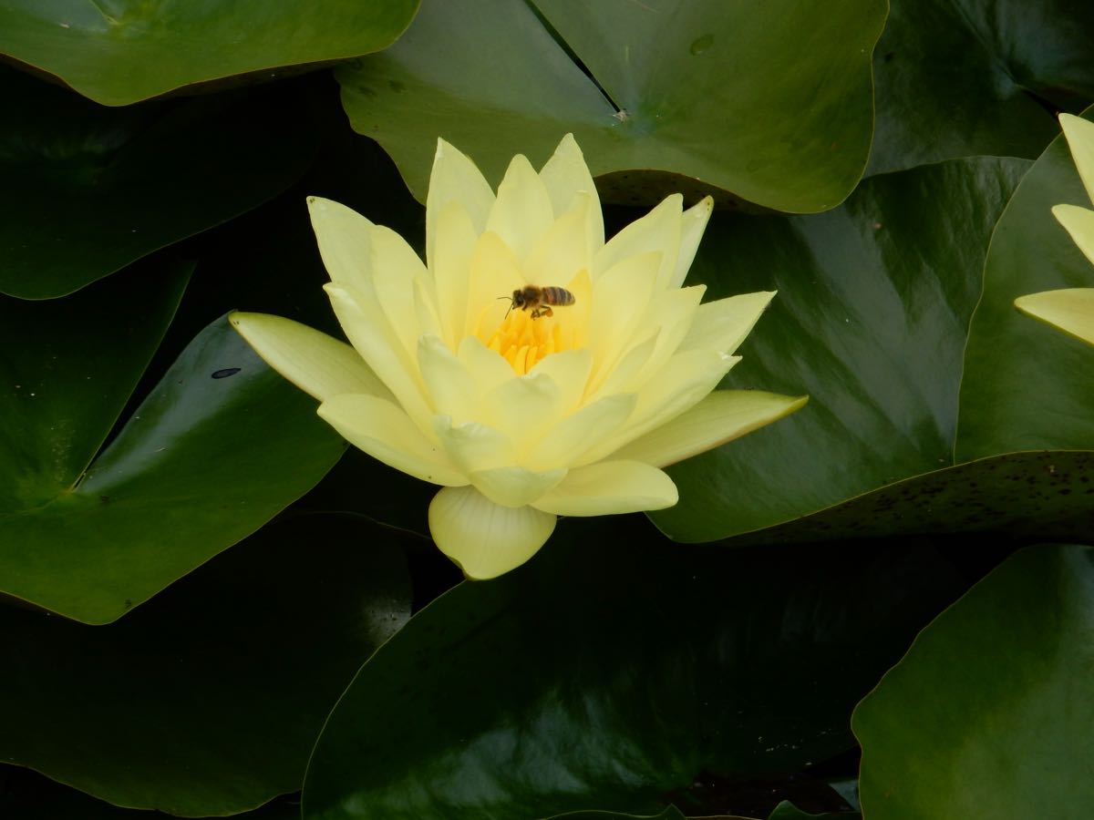 Seerose